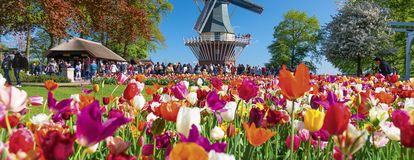 Keukenhof