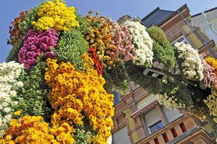 Chrysanthema in Lahr