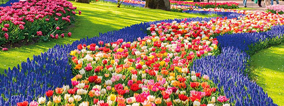 Busreise Keukenhof, Blumenkorso