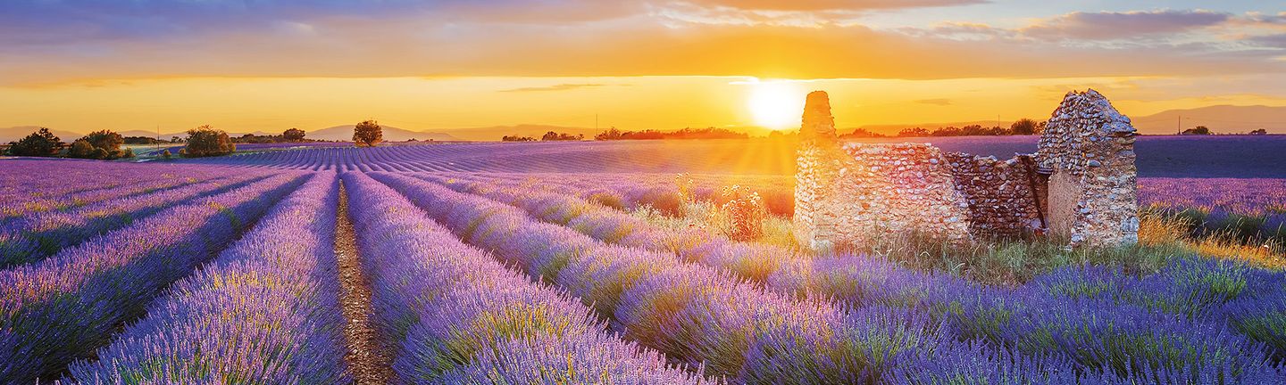 Ein Lavendelfeld mitten in der Provence in Frankreich