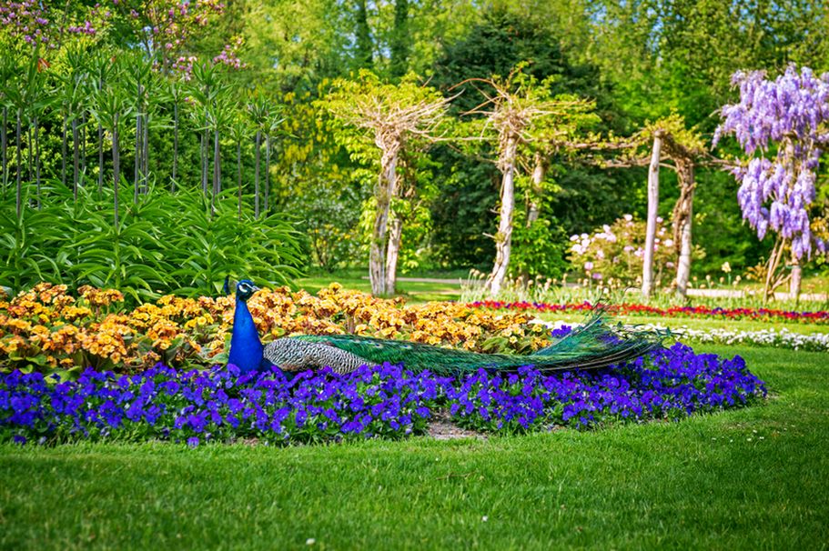 Städtereise Potsdam - Pfaueninsel 