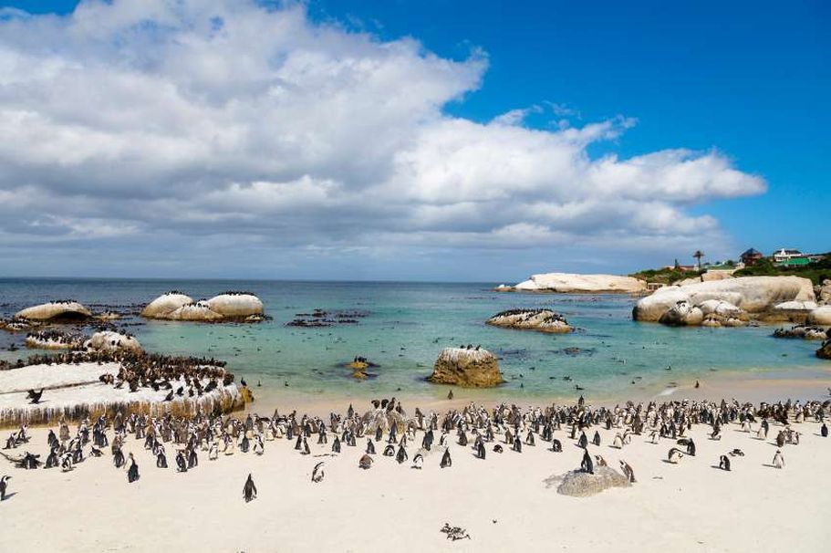Flugreise Südafrika - Pinguine