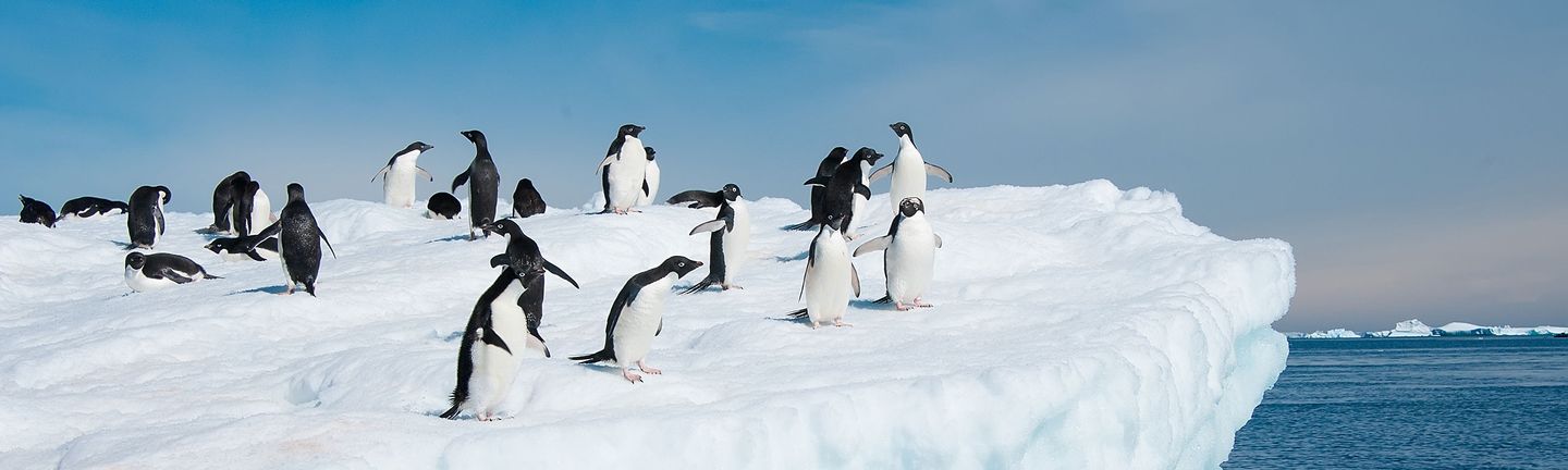 Kreuzfahrt Antarktis Pinguine
