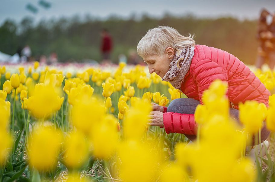 Keukenhof Reise - Frau kniet in einem gelben Tulpenbeet