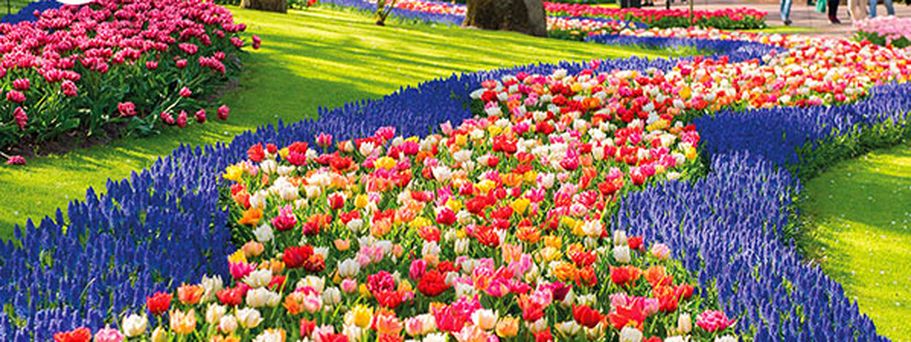 Busreise Keukenhof, Blumenkorso