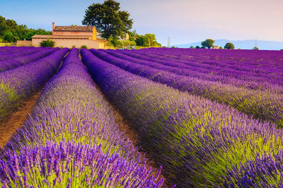 Südfrankreich-Rundreise mit Lavendelfeldern in der Provence Region