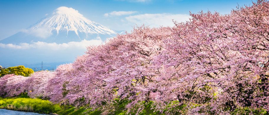 Flugreise Japan - Frühling