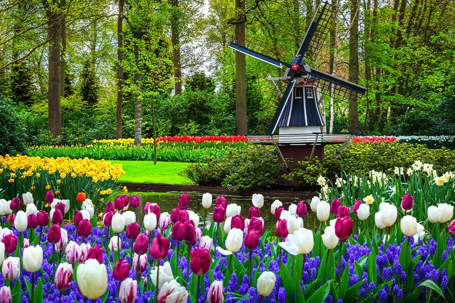 Busreise Keukenhof, Tulpenfeld mit Windmühle