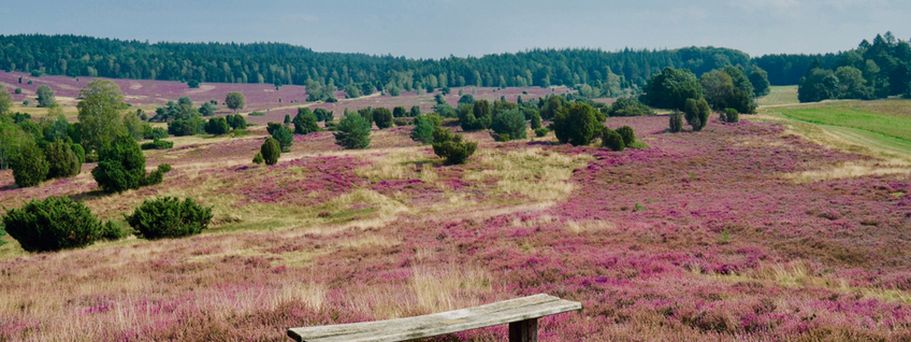 Städtereise Lüneburg - Heide 
