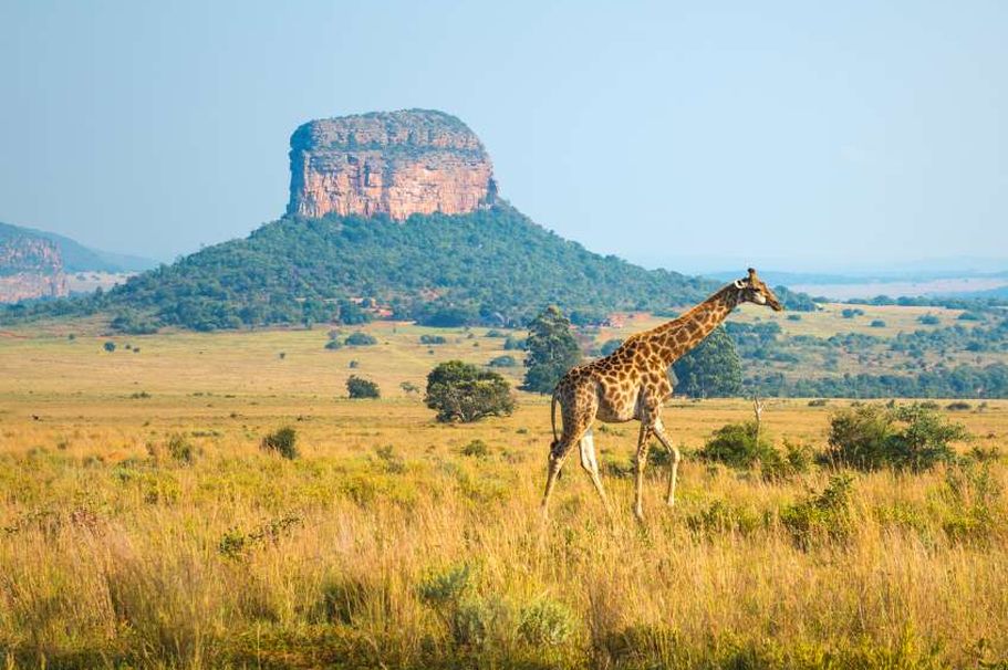 Flugreise Südafrika - Giraffe